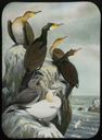 Image of Cormorant, Double-Crested Cormorant, Gannet